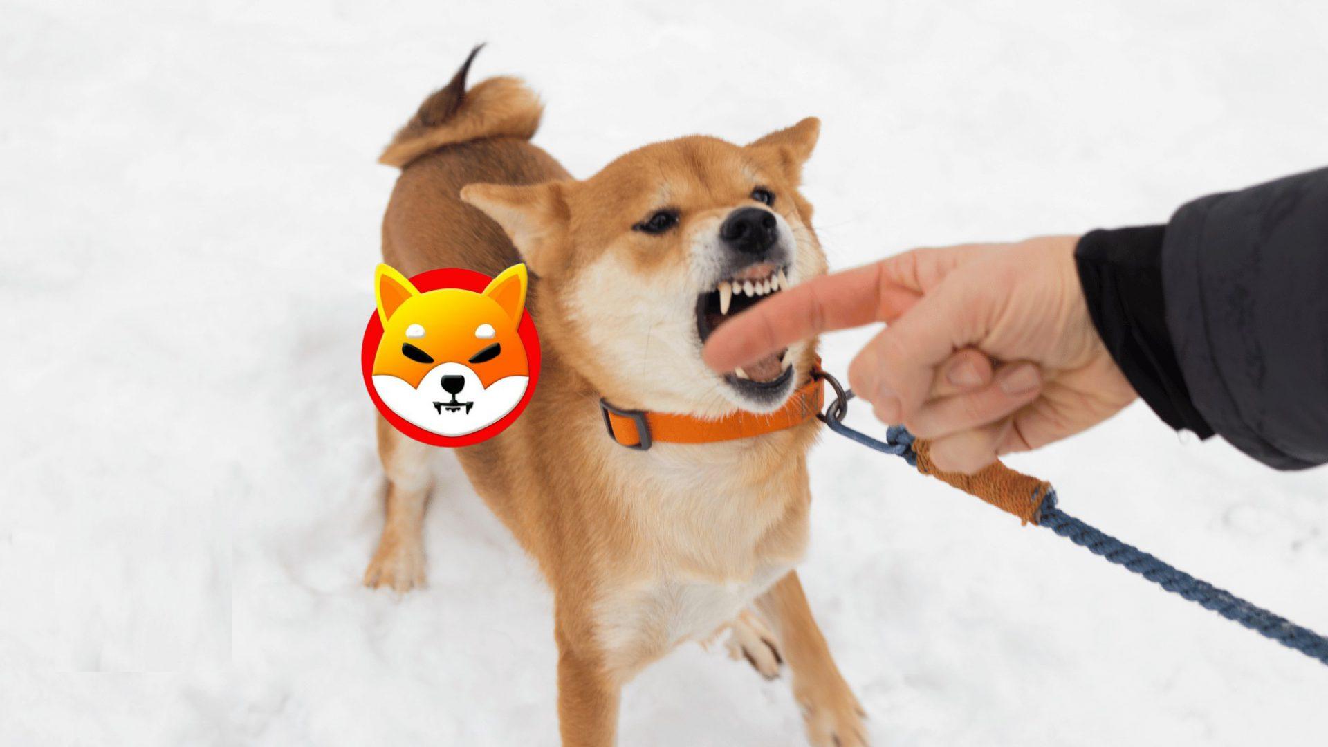 残酷的现实：柴犬的衰退期可能比预期更长