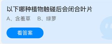 哪种植物触碰后会闭合叶片