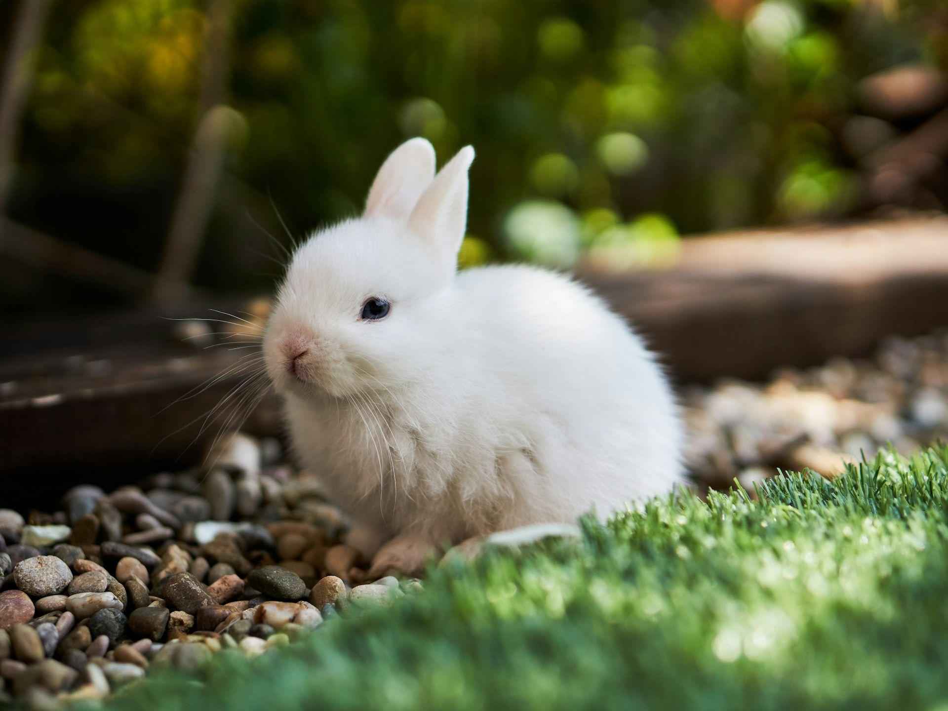 Bunni DEX 关闭，称因 840 万美元漏洞而损失了恢复成本